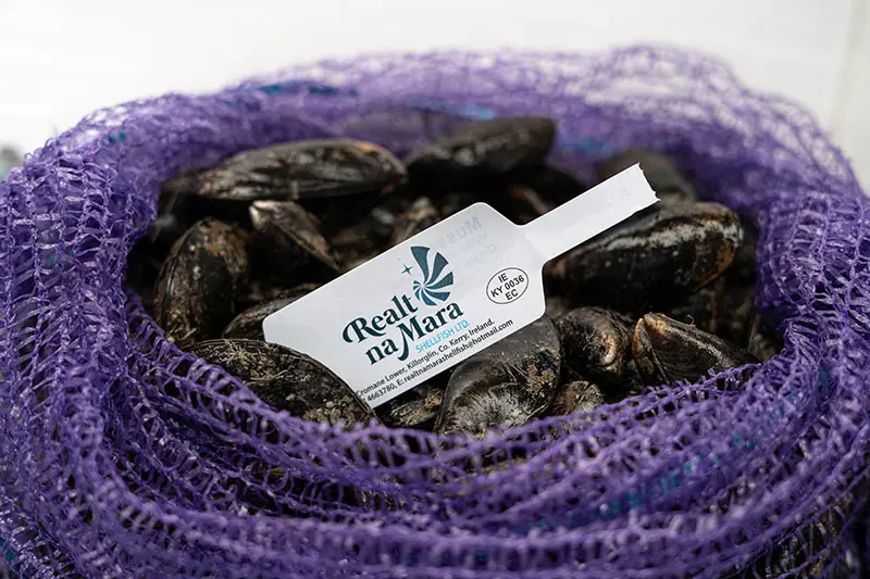 XL Mussels (Mytilus Edulis)