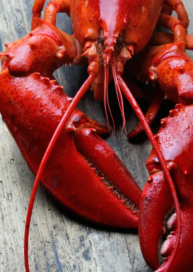 Irish Lobsters (Homarus Gammarus)