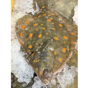 Plaice