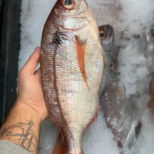 Pink Bream (Pagrus Major)