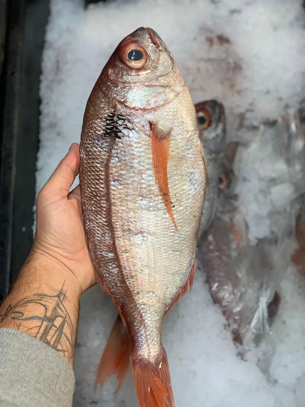 Pink Bream (Pagrus Major)