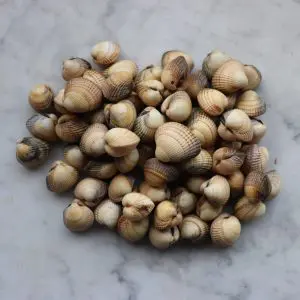 Lissadell Cockles (Cerastoderma Edule)1kg
