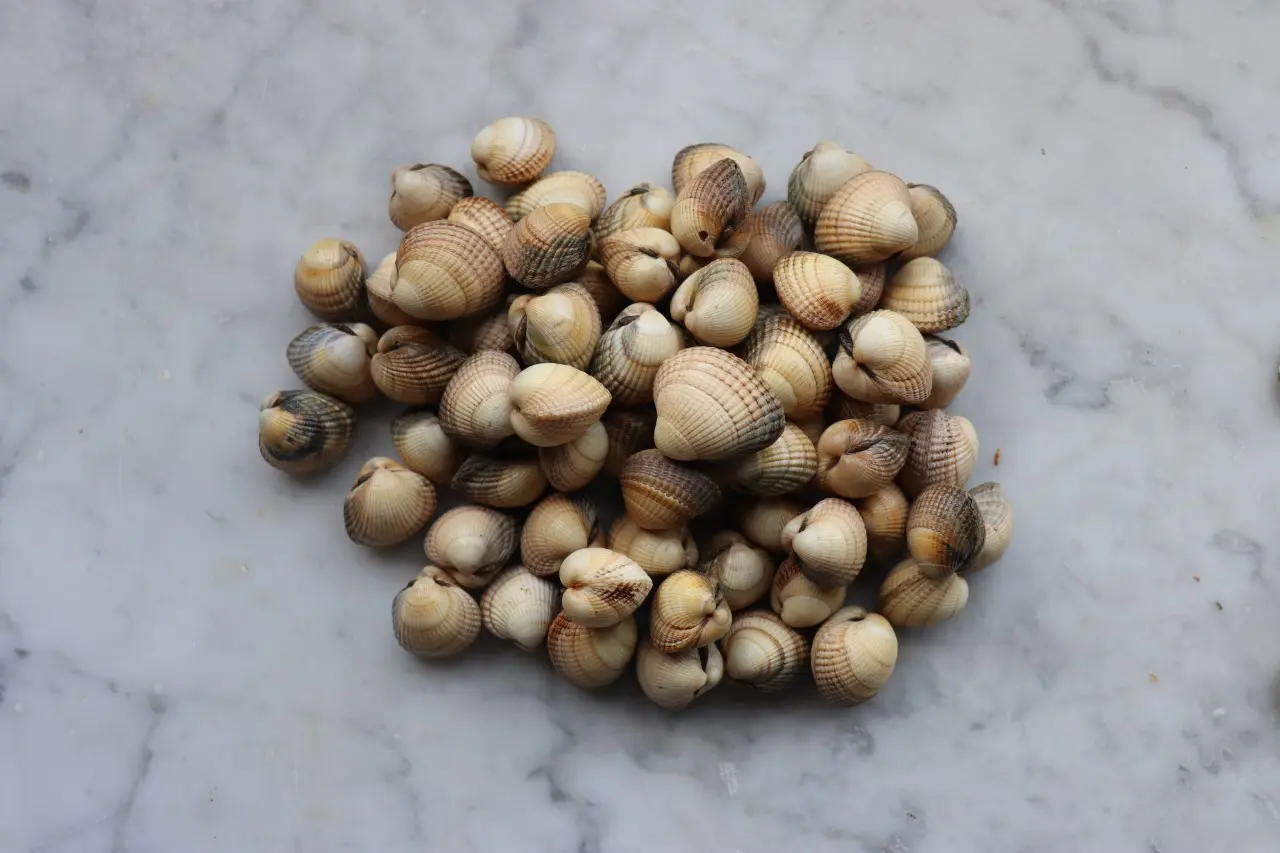 Lissadell Cockles (Cerastoderma Edule)1kg