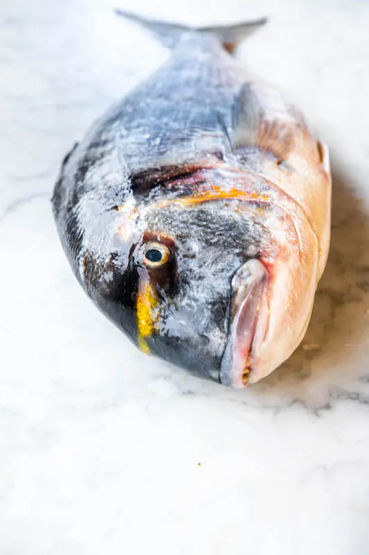 Sea Bream (Sparus Aurata)