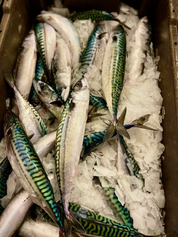 Mackerel (Scomber Scombrus)