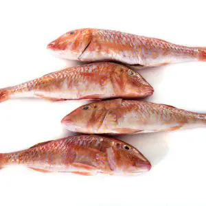 Red Mullet (Mullus Barbatus)