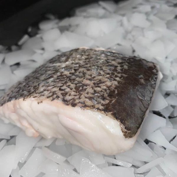 Hake (Merluccius Merluccius)