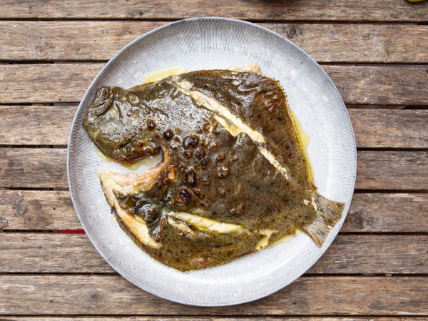 Turbot (Scophthalmus Maximus) - Image 2