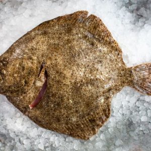 Turbot (Scophthalmus Maximus)