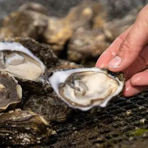 Rossmore Oysters